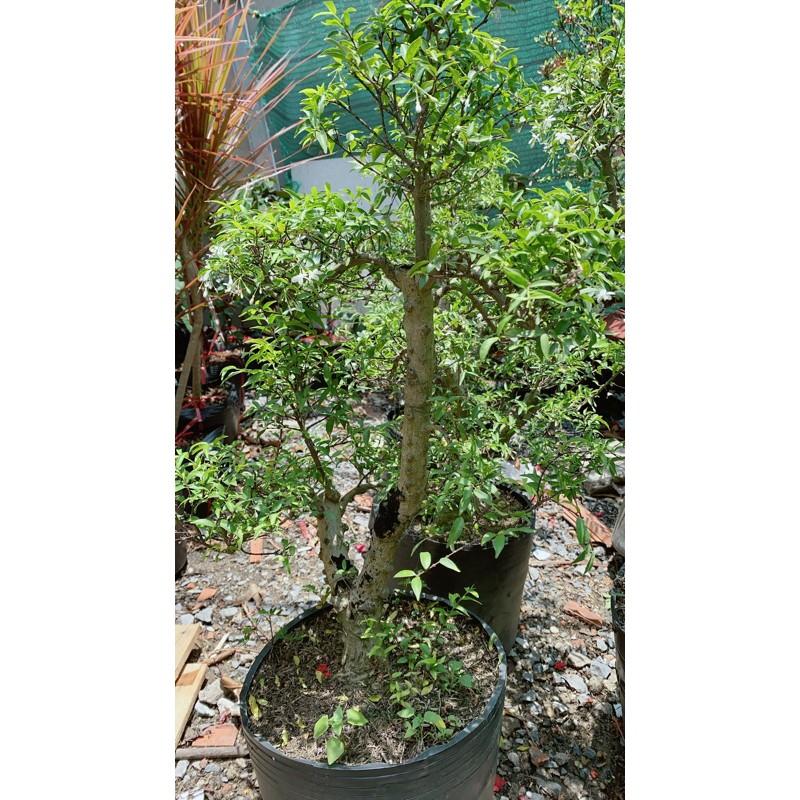 Cây Mai Chiếu Thuỷ Bonsai