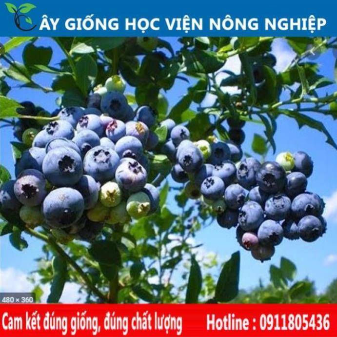 Sản phẩm Cây Ăn Trái cây giống việt quất cây ăn quả đem lại giá trị kinh tế cao