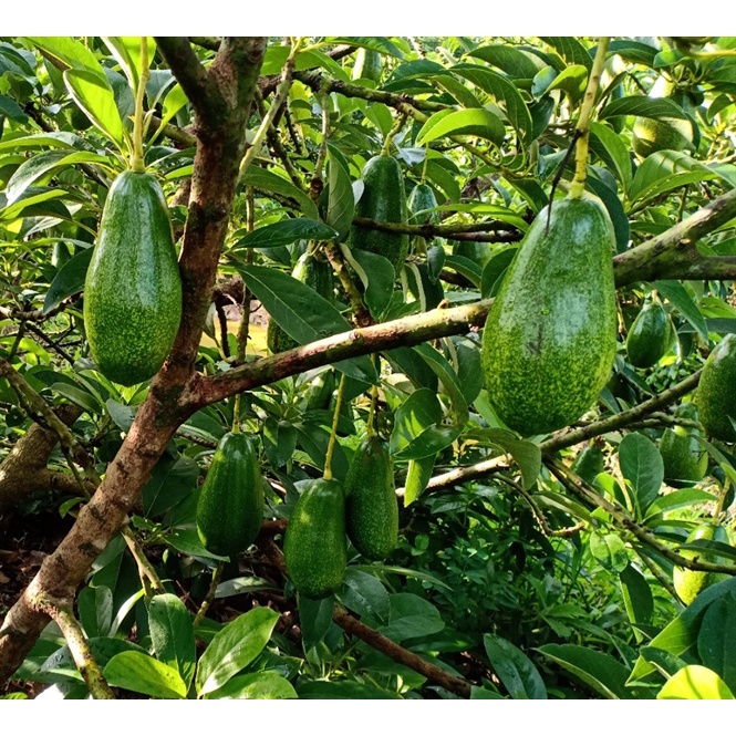 Cây giống Bơ sáp lùn Thái Lan