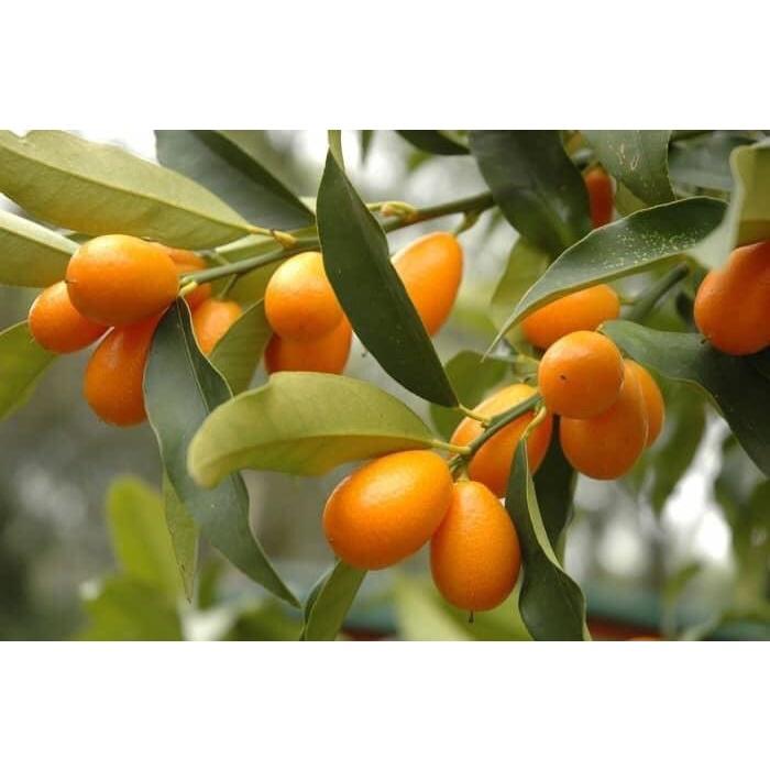 CÂY GIỐNG TẤC NGỌT SIÊU TRÁI