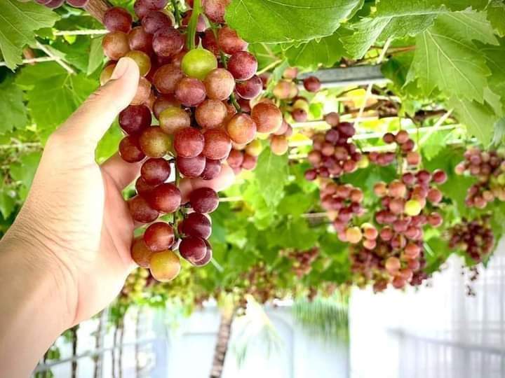 Cây Nho giống Nho Đỏ .