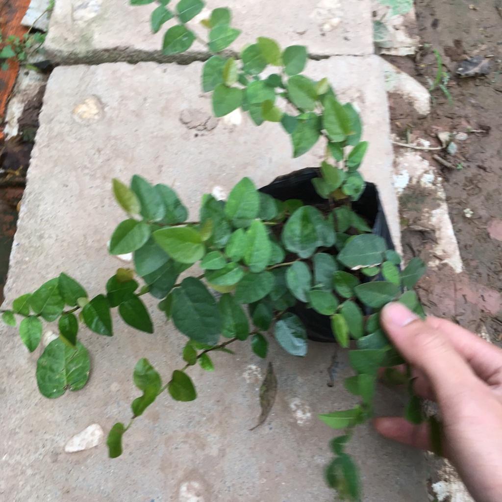 Cây Leo Vảy Ốc Trồng Sẵn Bầu Ổn Định,Nhiều Ngọn