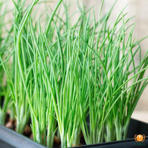 HẠT GIỐNG HÀNH HƯƠNG XANH F1 - SINH TRƯỞNG CỰC KHỎE CHỐNG CHỊU SÂU BỆNH