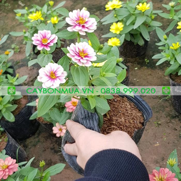 Cây Hoa Cúc Lá Nhám, bịch đen cao 25-30cm, được lựa chọn đủ màu sắc.