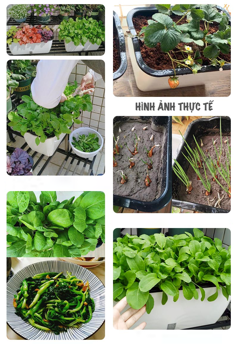 Chậu trồng rau SC0. Chậu trồng rau thông minh tự dưỡng, chậu nhựa trồng cây, chậu trồng hoa