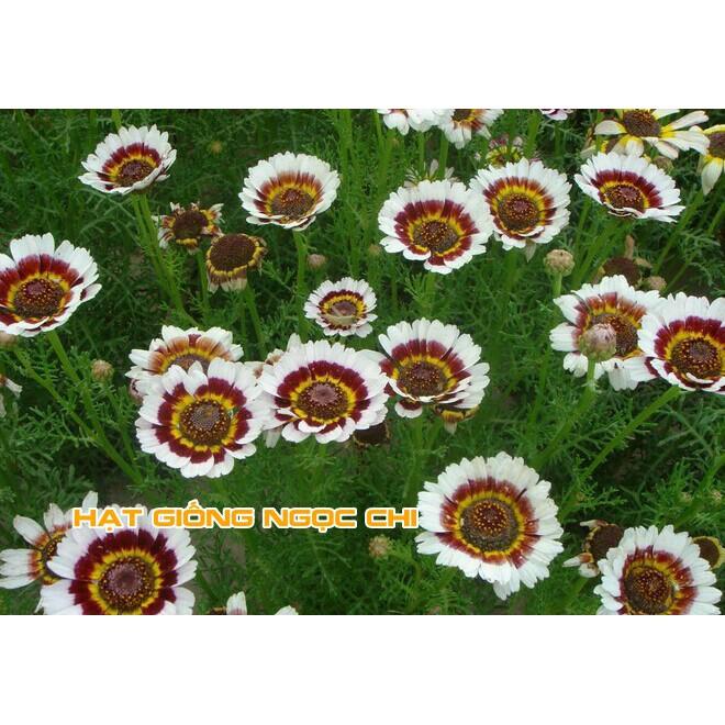 Hạt Giống Hoa Cúc Chi Mix - 50 Hạt