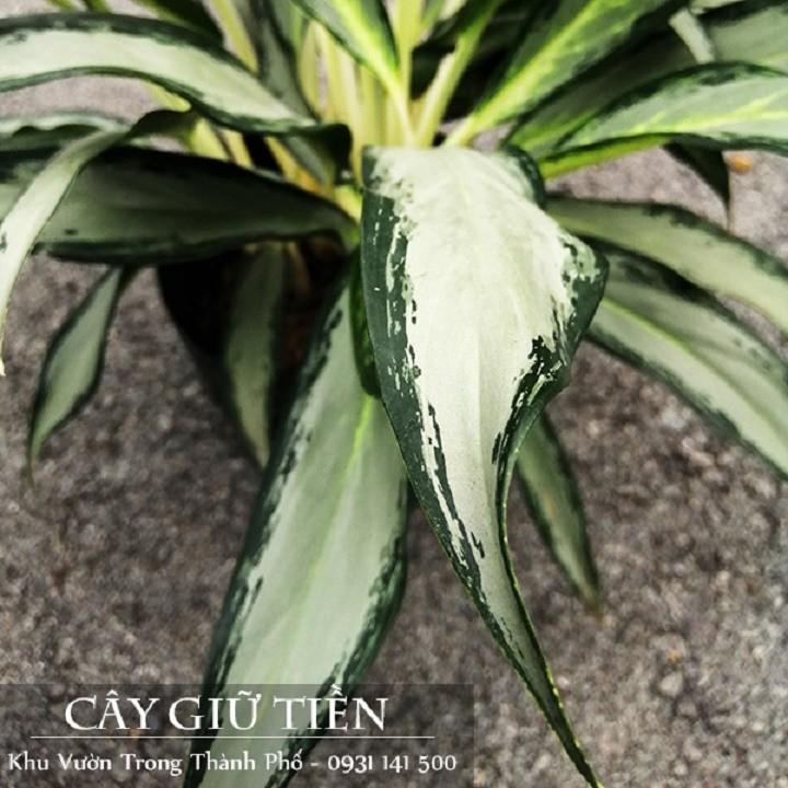 Cây Giữ Tiền - CÂY để bàn có chức năng giữ tiền cho gia chủ