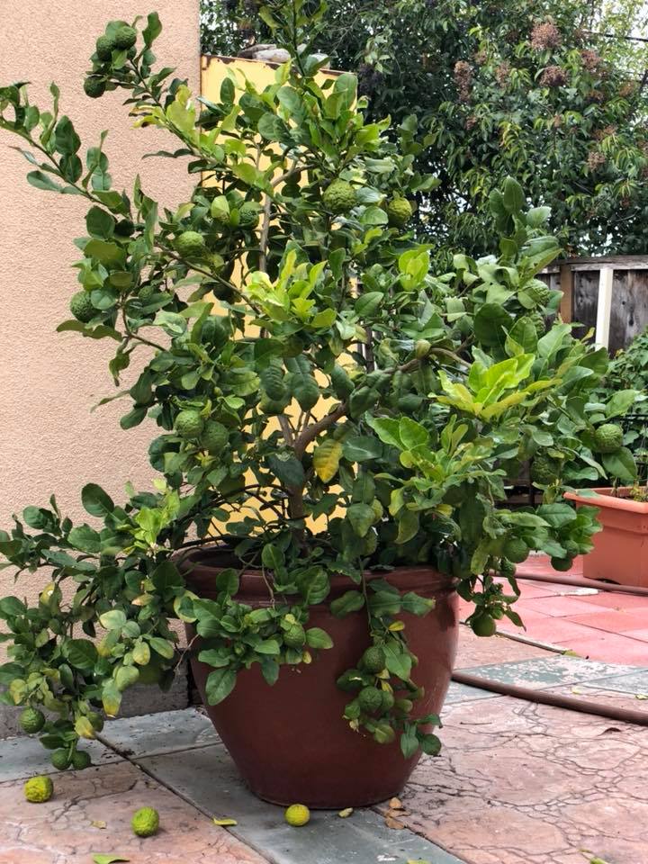 Cây Chúc (Chanh Thái) Cao 60cm Có Nhánh, Cây Giống Khỏe, Dễ Trồng, Thơm Lá, Trồng Chậu Hoặc Sân Vườn