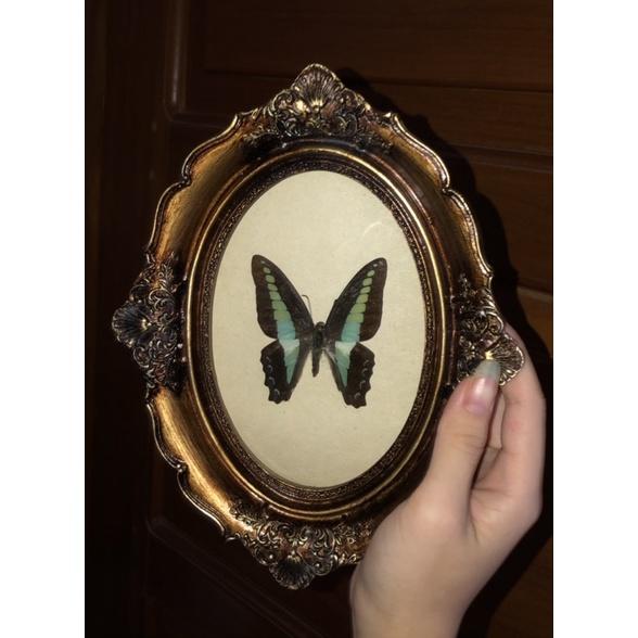 Khung bướm giả cổ vintage