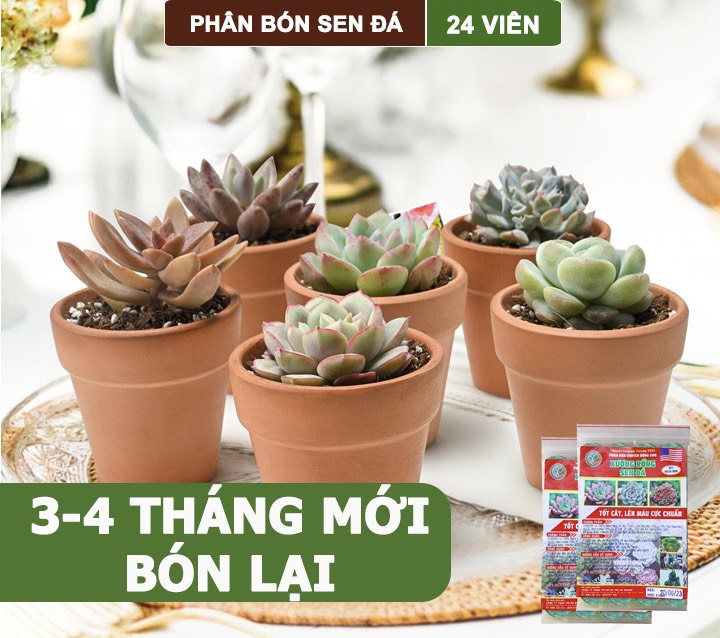 Phân Bón Sen Đá, Xương Rồng , Dạng Viên, Cho Cây Mọng Nước, Kích Rễ, Lên Màu Chuẩn Đẹp - Gói 24 Viên