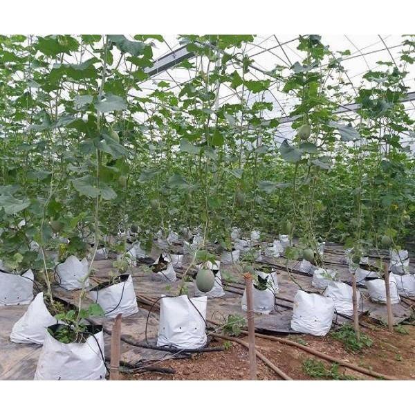 Hạt giống dưa lưới ruột xanh F1 gói 20 hạt