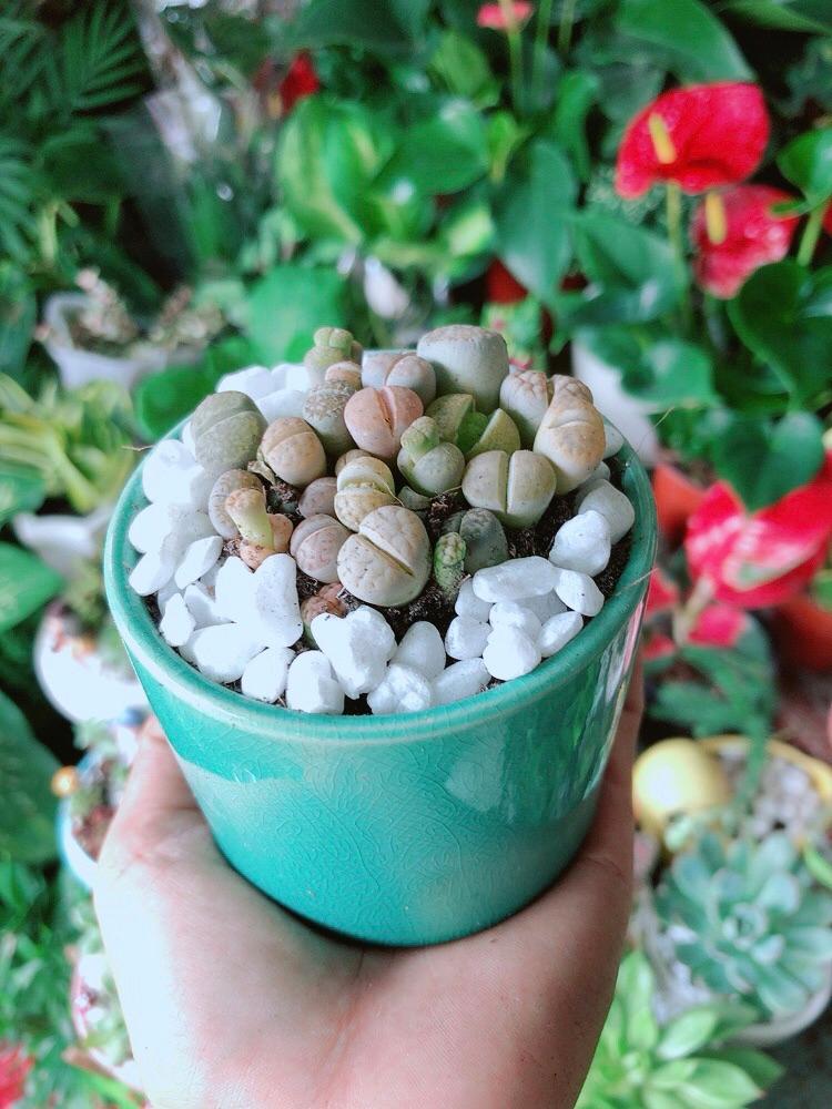 Chậu Cây Thạch Lan -Hoa Sỏi