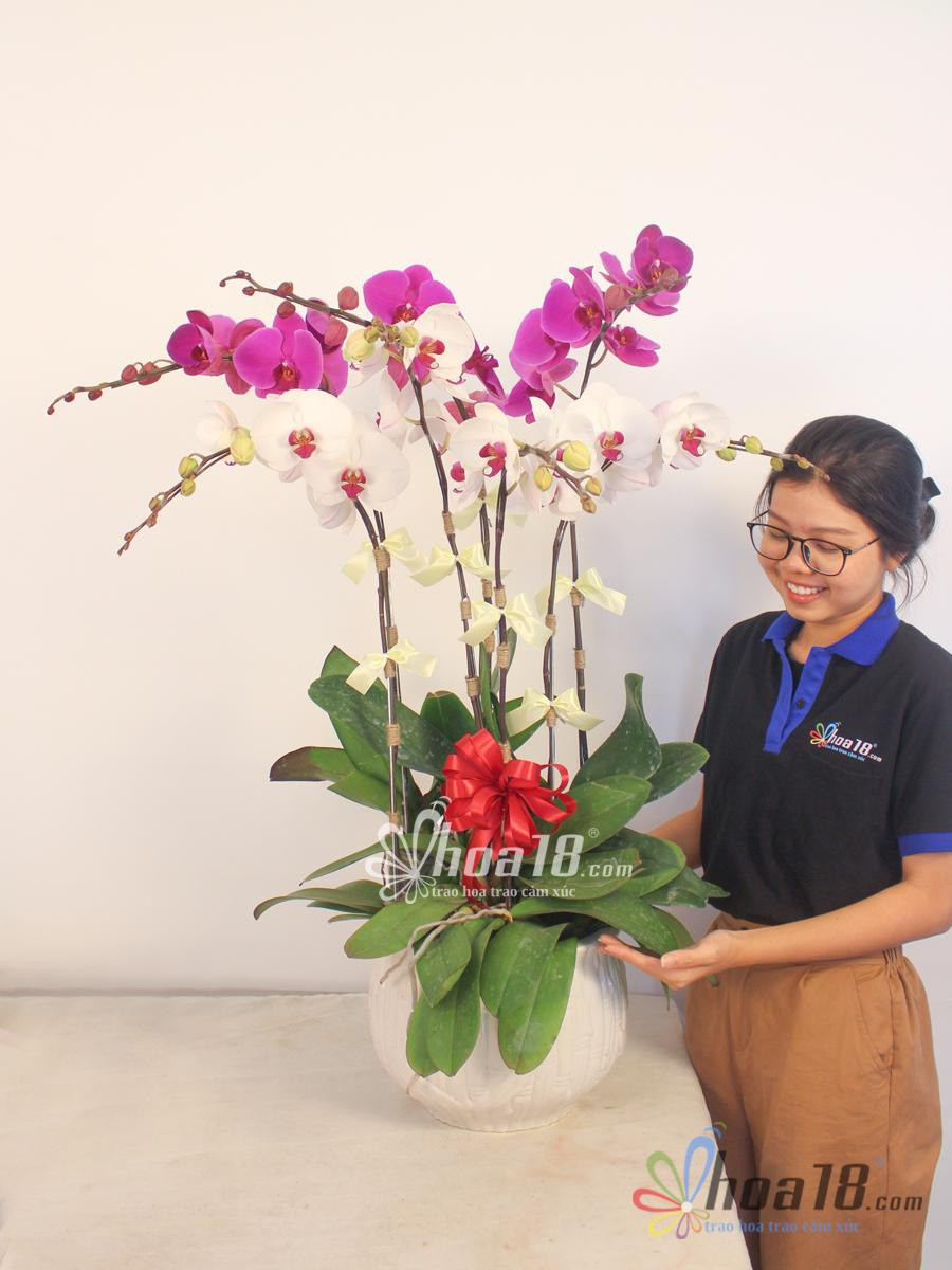 Chậu hoa tươi - Nhị Sắc 4329