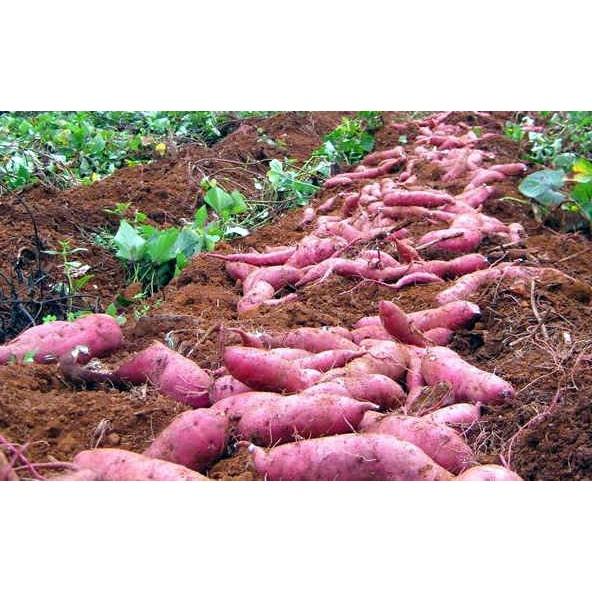 Phân bón Siêu to củ, xuống củ cực mạnh, củ sai, to đều, nặng ký