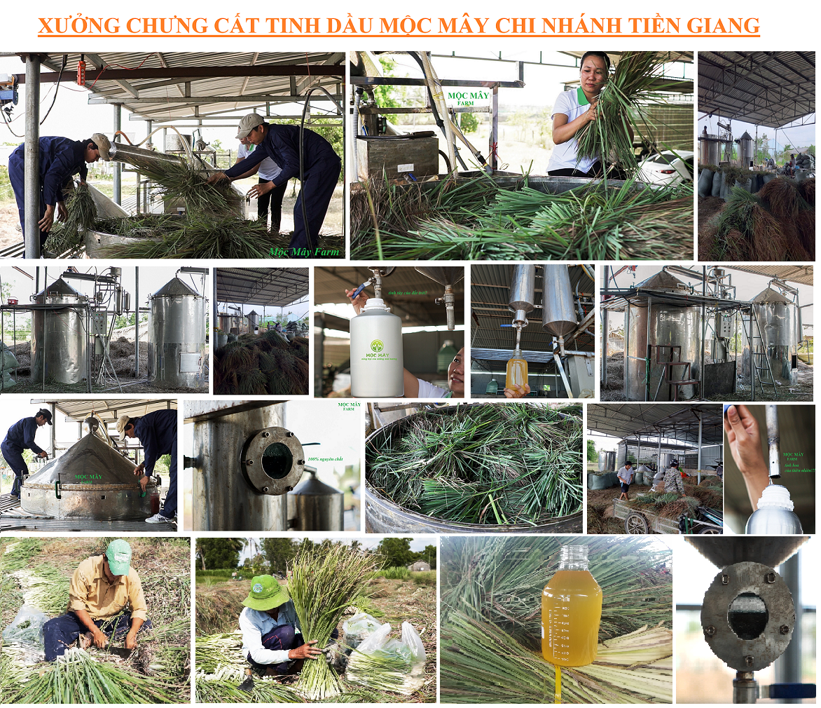 Tinh dầu Sả Chanh nguyên chất Mộc Mây - Xuất khẩu Châu Âu, xông phòng, khử mùi, thơm phòng, đuổi muỗi, thư giản