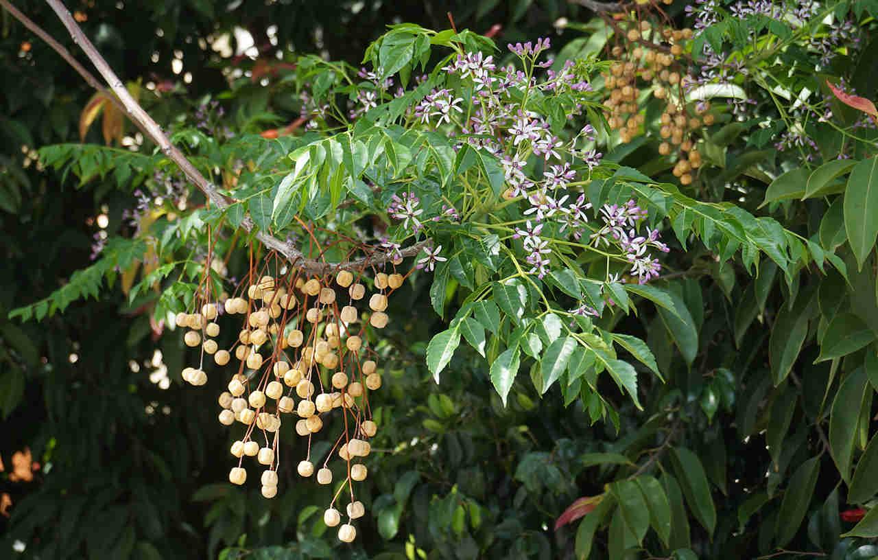 CÂY GIỐNG CÂY XOAN.