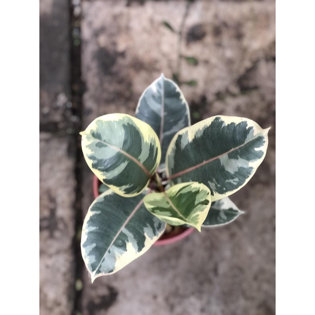 Chậu cây đa lá xanh trắng