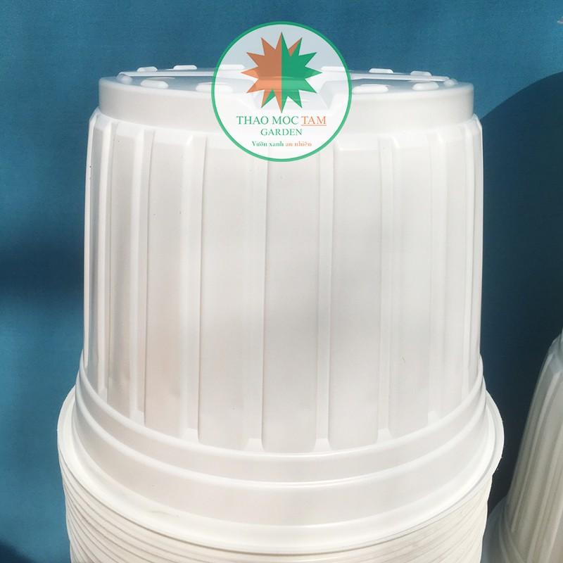 10c Chậu nhựa trồng cây 26x20cm - Chậu nhựa trồng hoa, phù hợp các dòng hoa bụi lớn, chậu trồng hoa hồng