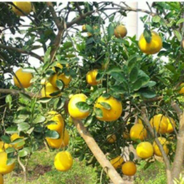 CÂY GIỐNG BƯỞI DIỄN SIÊU NGON SIÊU QUẢ