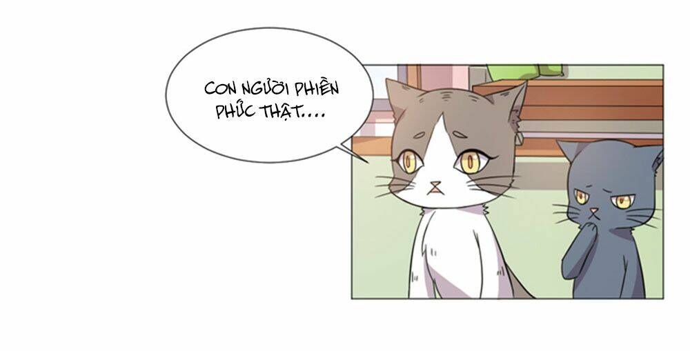hai chú mèo totem chapter 36 37