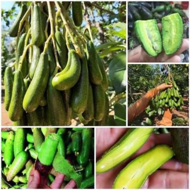 Sản phẩm CÂY GIỐNG BƠ TÍ HON KHÔNG HẠT