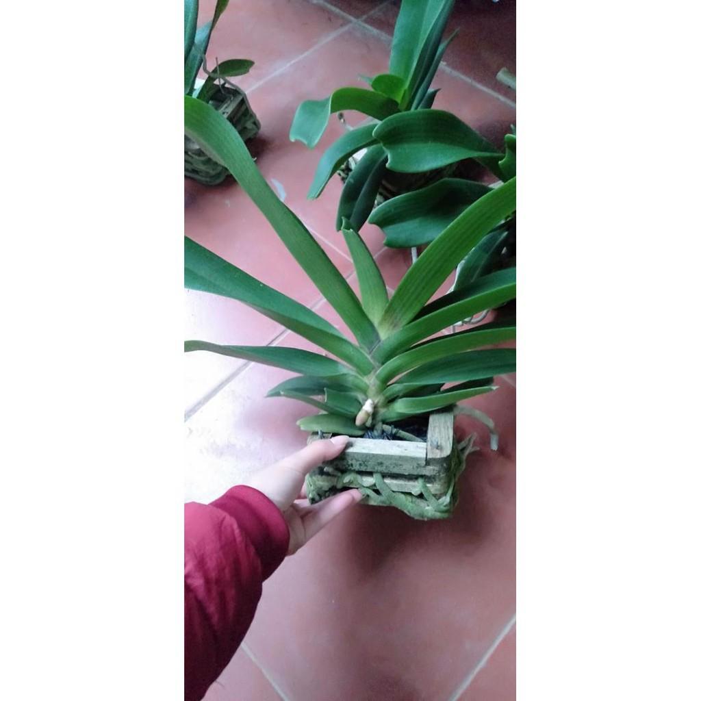 Sản Phẩm Hoa Phong Lan Nghinh Xuân Đỏ Cây To Khủng