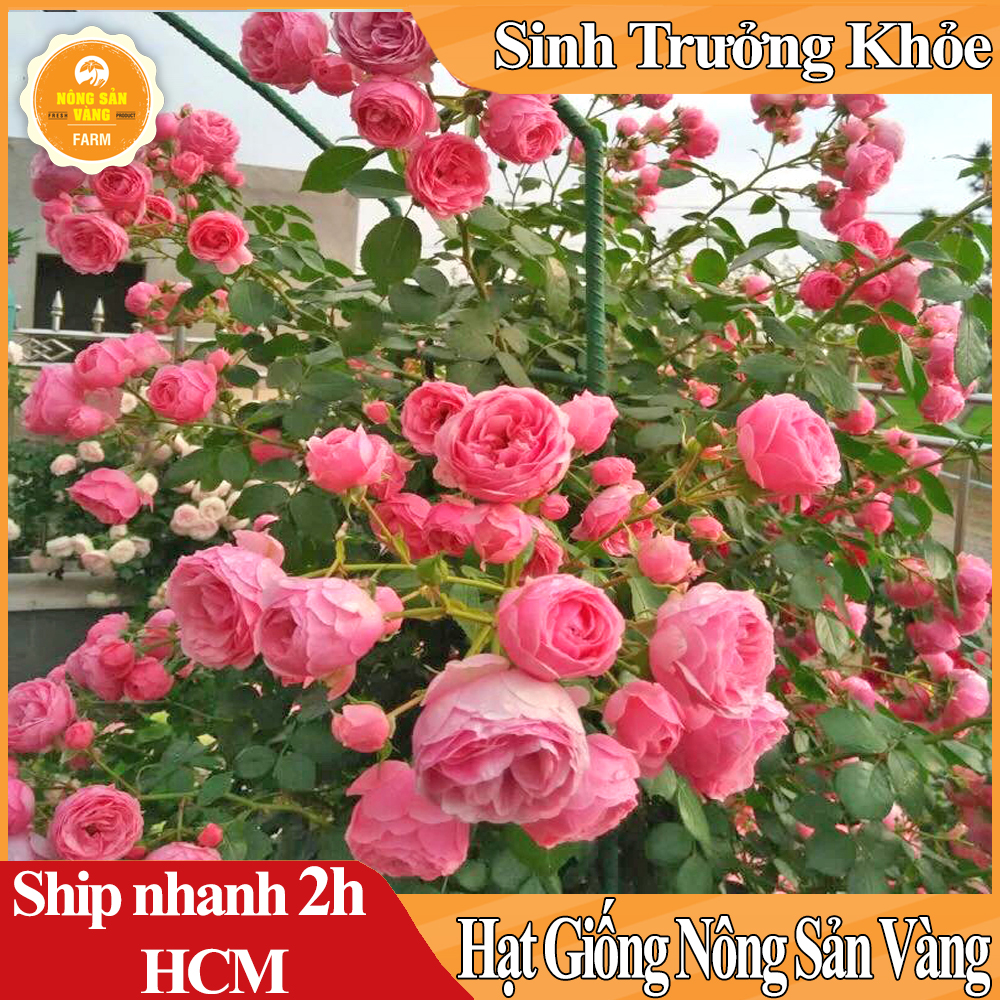 Hạt giống Hoa Hồng Leo Pháp, Điểm Tô Cho Ngôi Nhà BạnTrở Nên Thơ Mộng Và Lãng Mạn, Đầy Hương Thơm - Nông Sản Vàng