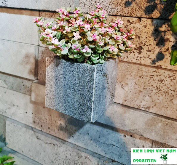 Chậu hoa treo tường trồng cây xinh xắn KT 10x10x10cm