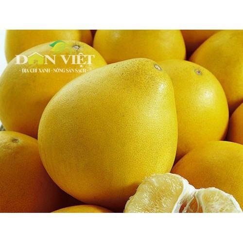 CÂY GIỐNG BƯỞI VÀNG SIÊU NGON SIÊU QUẢ- CAM KÊT GIỐNG CHUẨN F1 - CGBVF1