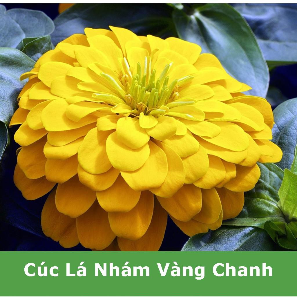 Hạt Giống Hoa Cúc Lá Nhám  Vàng Chanh