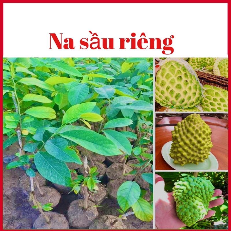 Cây na sầu riêng nhập khẩu cam kết chuẩn giống