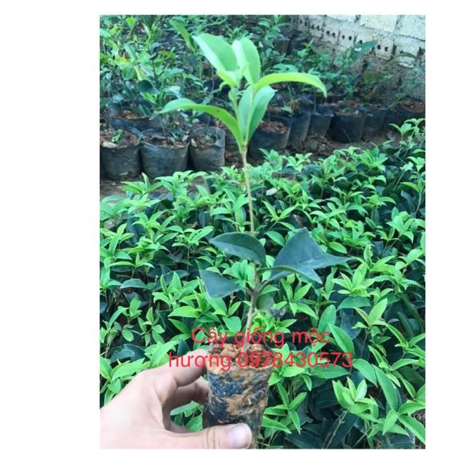 Cây mộc hương giống như hình 1