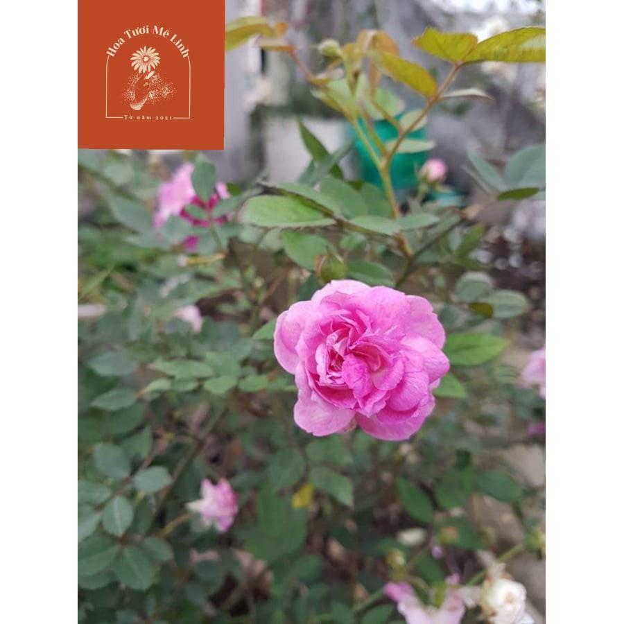 Hoa hồng ngoại Aunt Margy’s Sự quyến rũ ngọt ngào từ nước mỹ