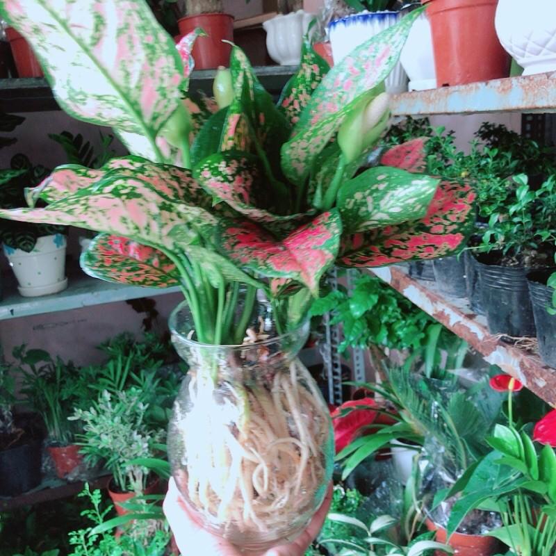 Chậu Cây Vạn Lộc Thuỷ Sinh