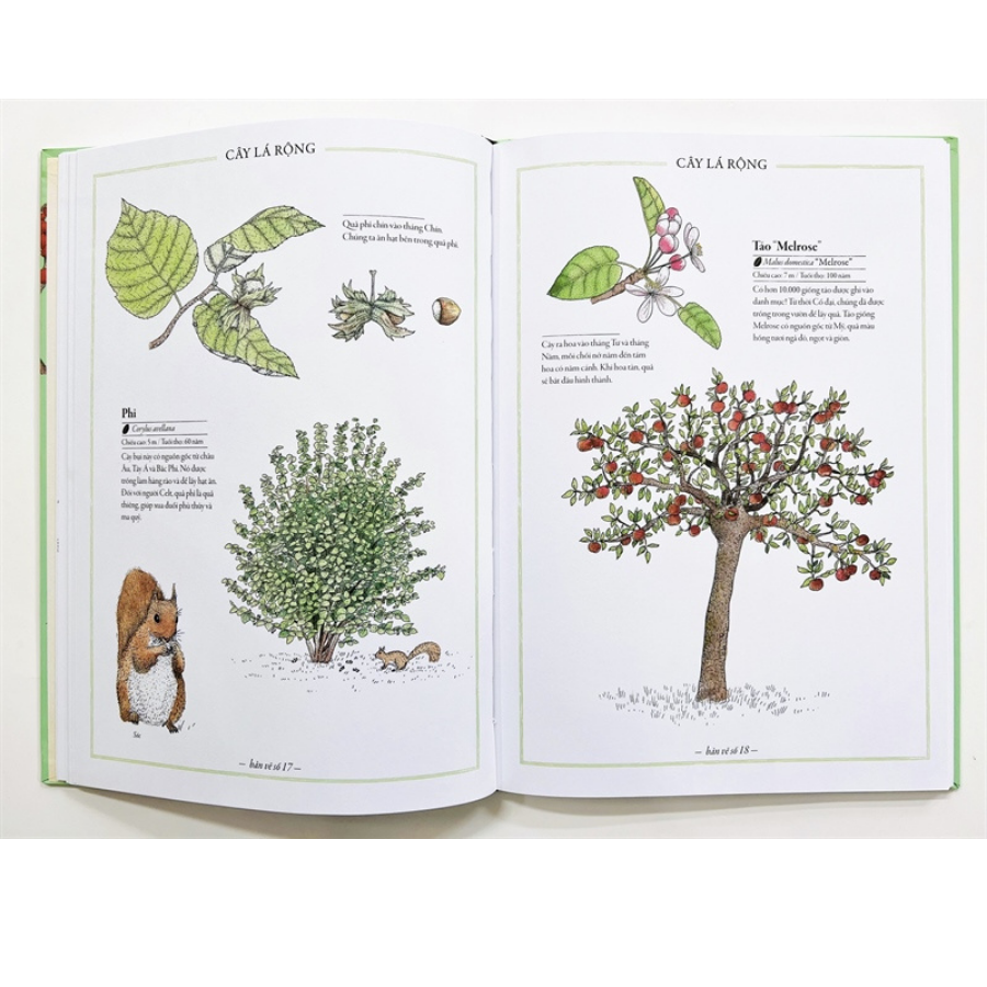 Sách Bách khoa thư cho cả nhà - Thế giới cây cối bằng tranh