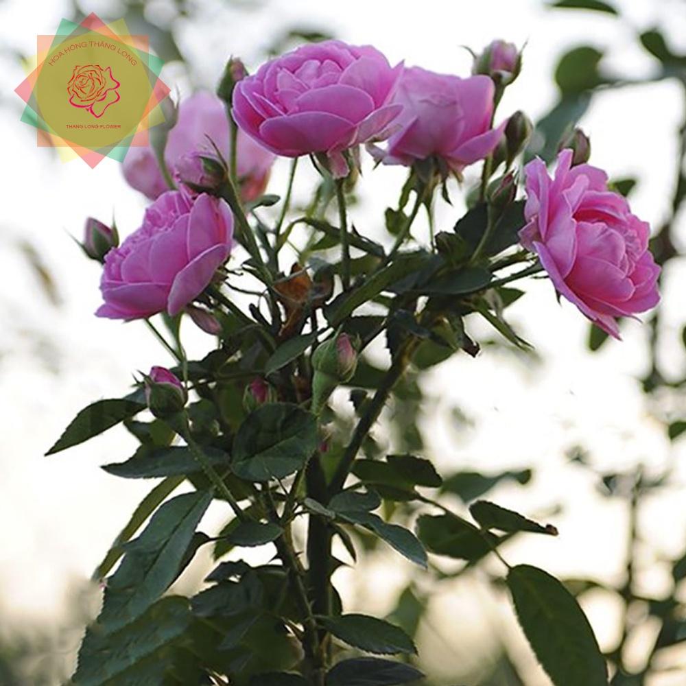 Cây hoa hồng cổ Son môi, dòng hoa cổ thơm nhất VN