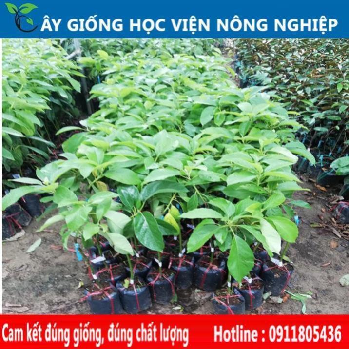 Sản phẩm Cây Ăn Trái cây giống bơ sáp