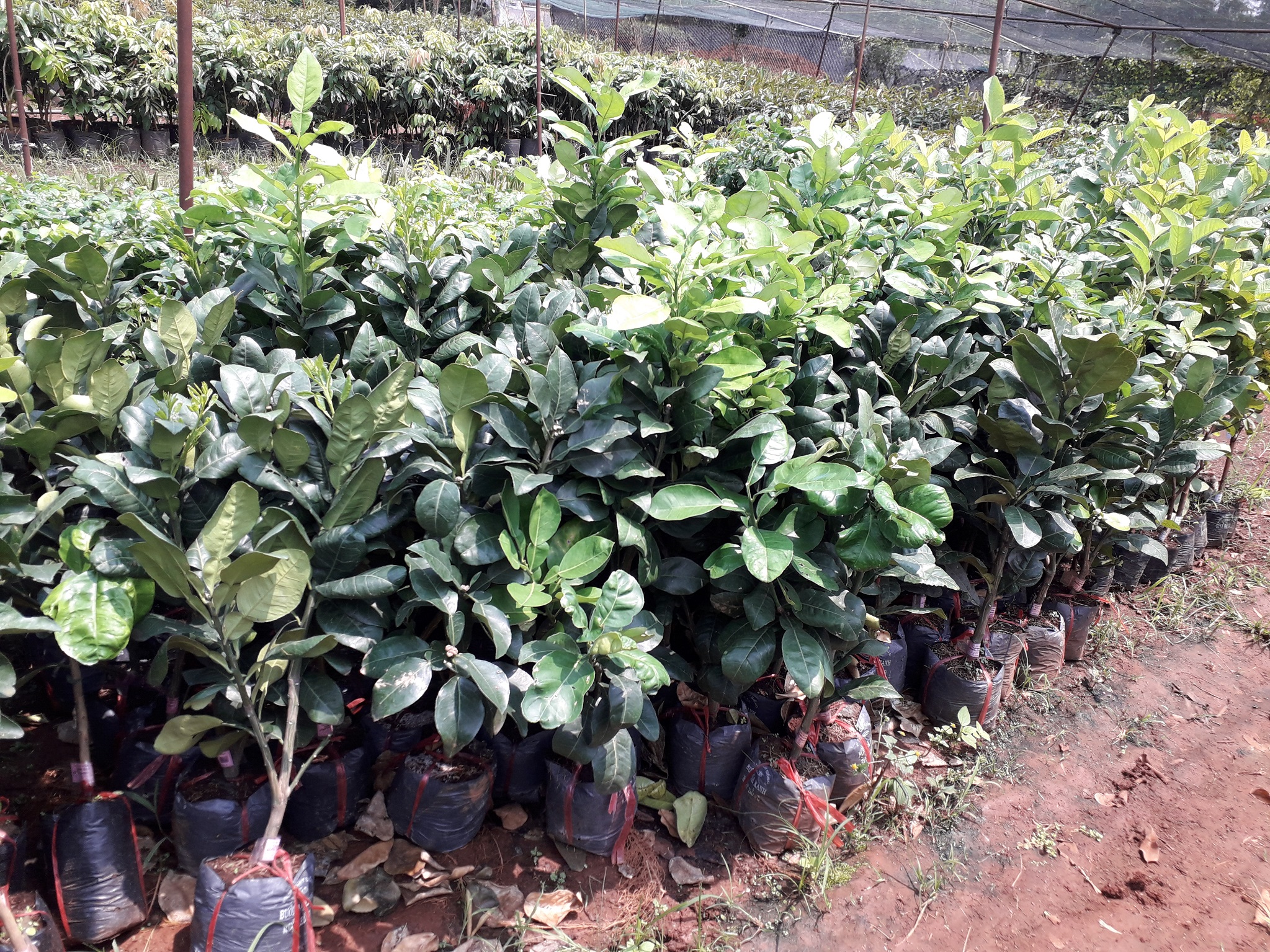 CÂY GIỐNG BƯỞI DA XANH RUỘT HỒNG .
