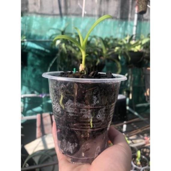 Phong lan phi điệp 5 cánh trắng phú thọ - hàng đột biến rừng