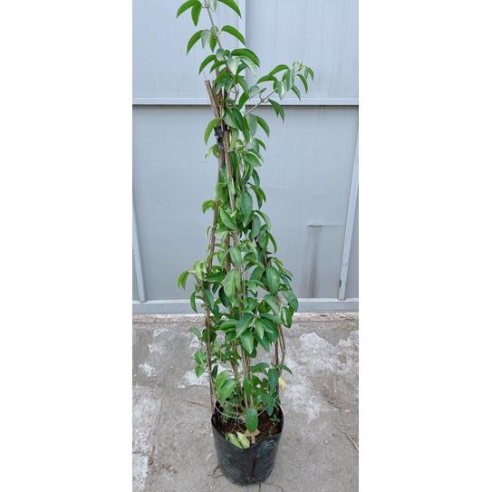 Cây Lan Tỏi
