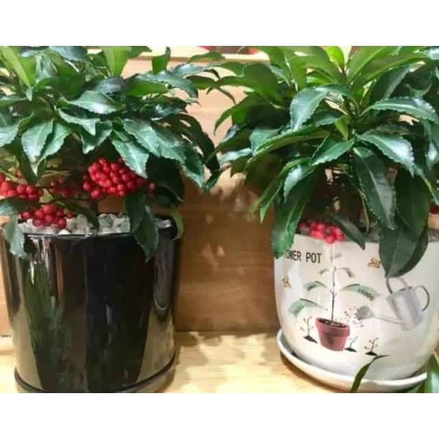 CÂY KIM NGÂN LƯỢNG