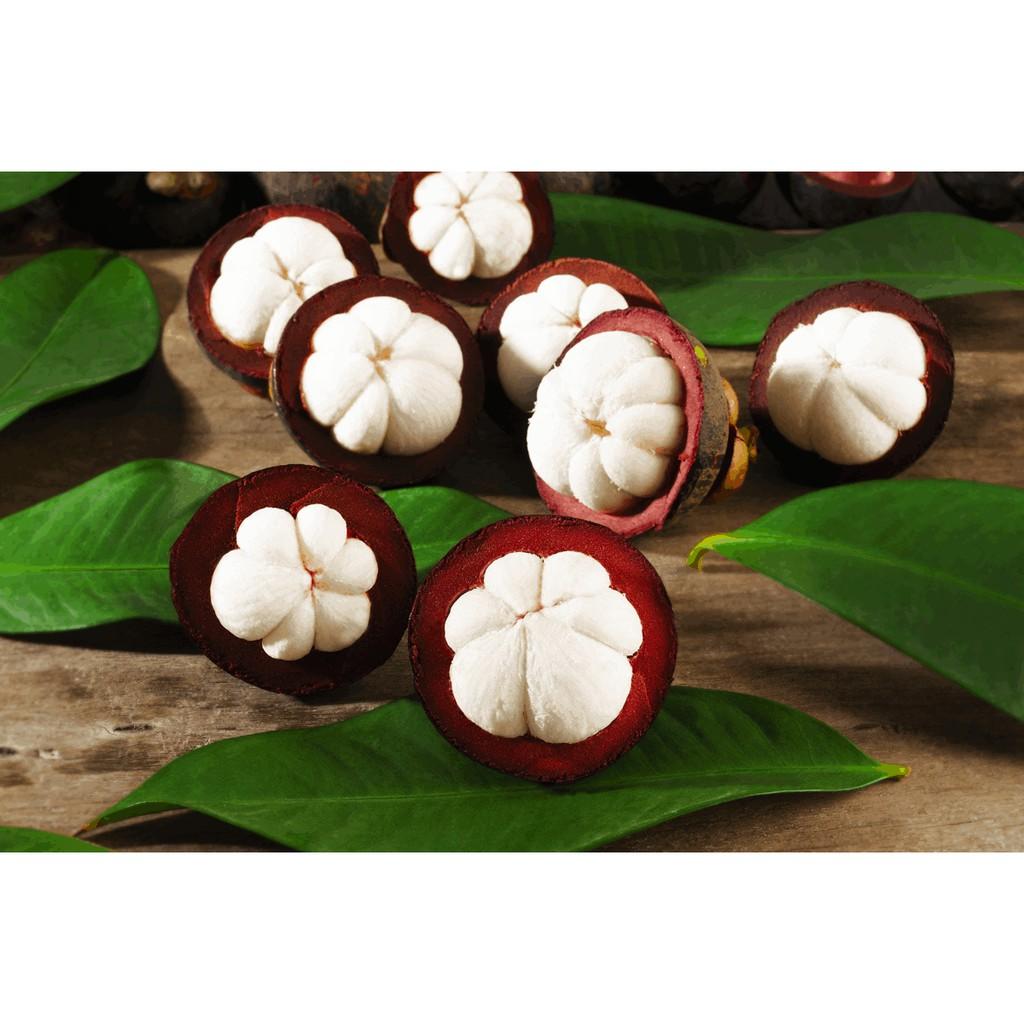 CÂY GIỐNG MĂNG CỤT .