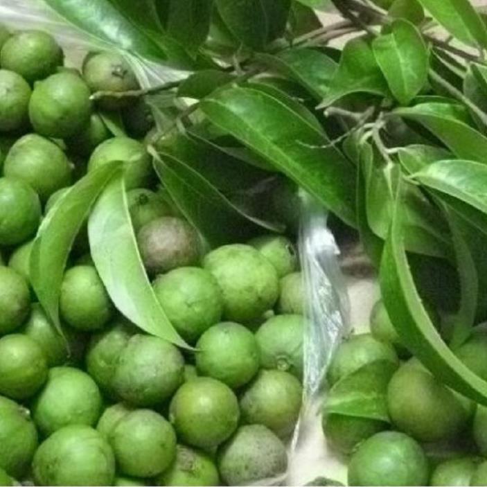 CÂY GIỐNG SẤU CHÙM, SẤU ĂN QỦA SIÊU NGON SIÊU QUẢ DÒNG QUẢ SỚM