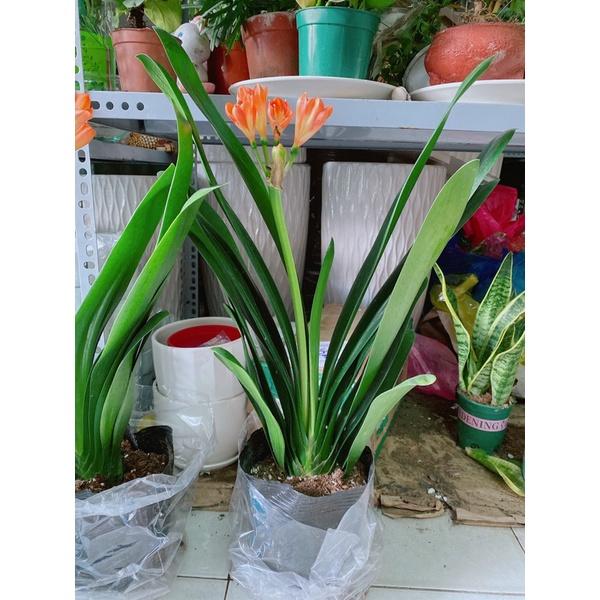 Cây Lan Quân Tử Có Hoa