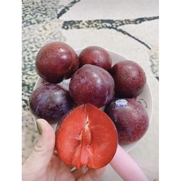 Cây mận đỏ Úc