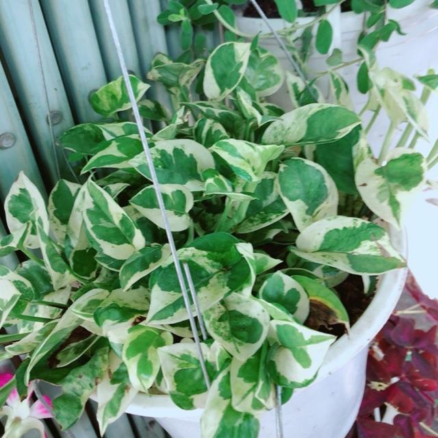 Trầu Bà Nham Thạch