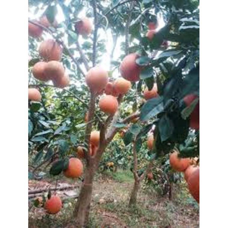 CÂY GIỐNG BƯỞI ĐỎ LUẬN VĂN
