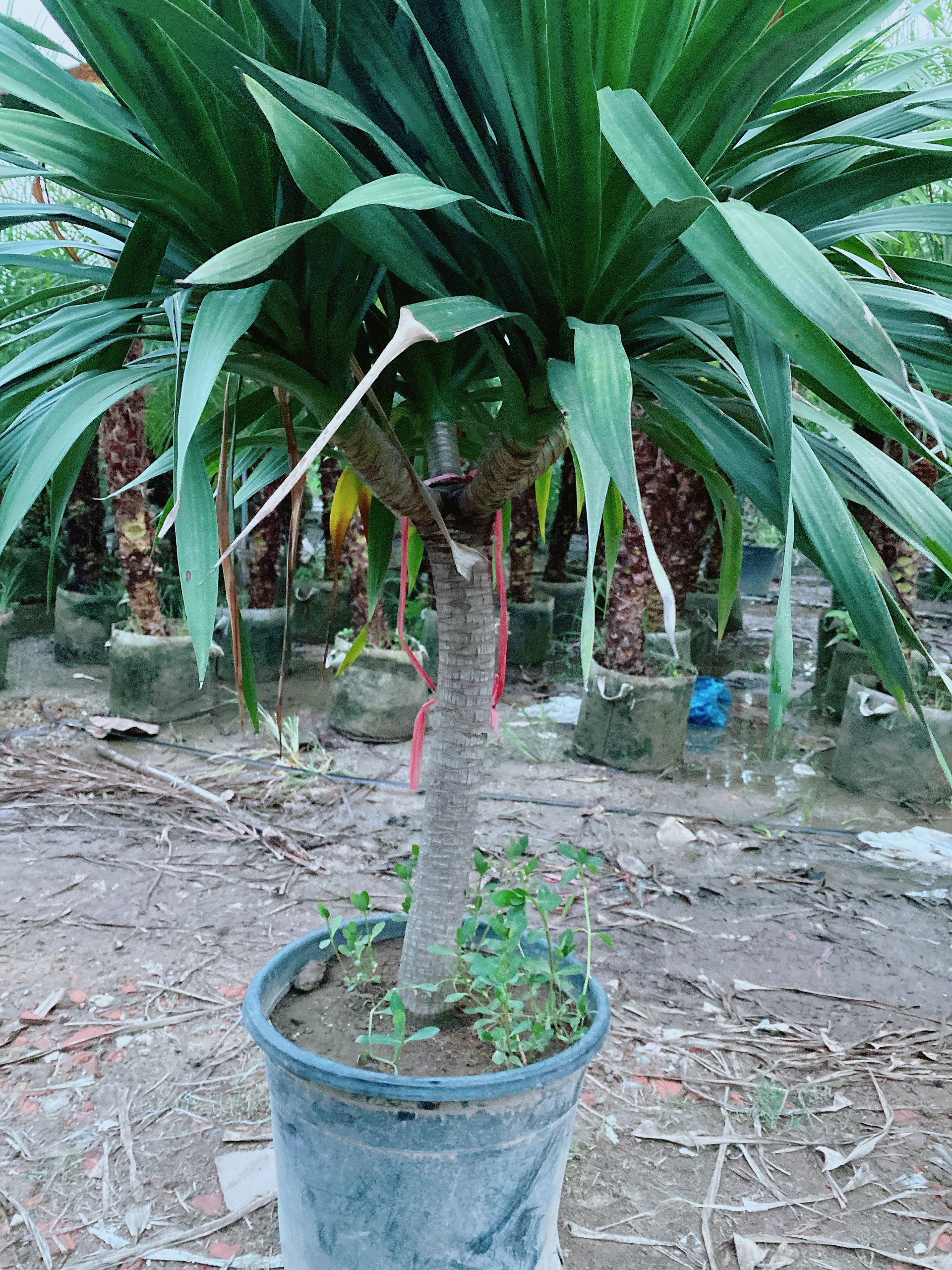 PHÁT TÀI NÚI
