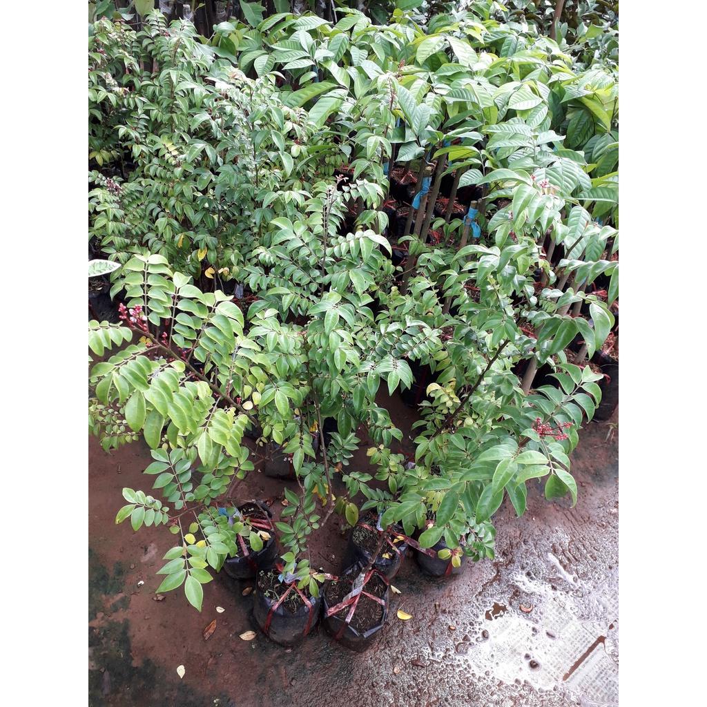 CÂY GIỐNG KHế CHUA TRỒNG CHẬU
