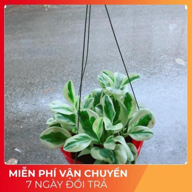 Chậu Trường Sinh